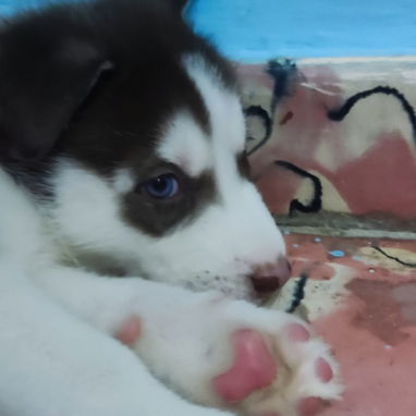 Husky Siberianos - Img 125633344