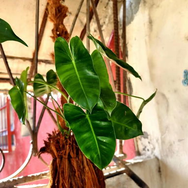 🌿Plantas trepadoras para colgar 🌿 - 5/6