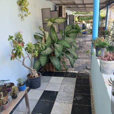 VENDO Casa independiente con patio grande en Los Pocitos, 423 m2 en total. Marianao. CASA Consta de: Portal grande - Img 124761837