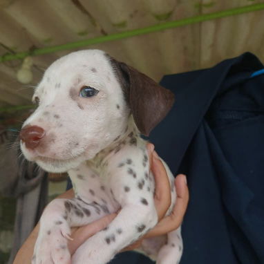 En venta perritos Dálmatas de raza 😍🐶🥰 - Img 123783598