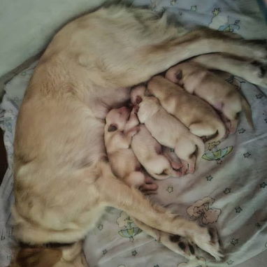 Varias razas de cachorros desparasitados disponible - Img 123828582