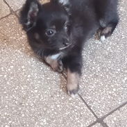 Tenemos lo que buscas en pitbull,, Chihuahua, bulldog francés, shitzu,pastor Alemán 53818081 - Img 55515004