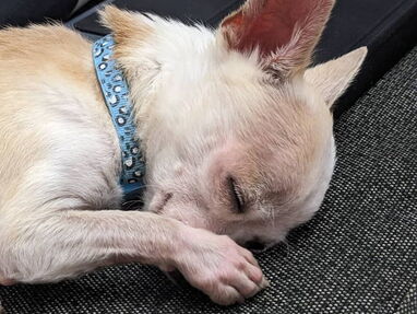 Chihuahua mini macho pesa 1,2 kg - Img 64311830
