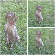 ((( BRACO ALEMÁN MACHO BETTY MASCOTAS WHATSAPP 52506841 )))) - Img 55732400