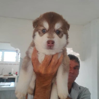 Si buscas estás razas , pitbull, Chihuahua, shitzu, bulldog francés, labrador Husky llame 53818081 - Img 125781656