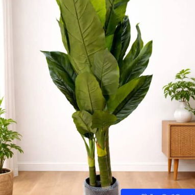 Planta hermosa - Img 121840701
