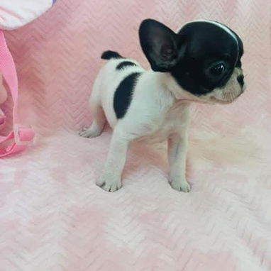 Hermosos Bulldog Francés🇫🇷🐮🐾🎁🐶 - Img 122200473