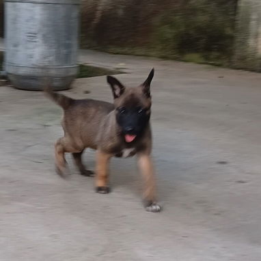 Pastor Belga Malinois - Img 124035340