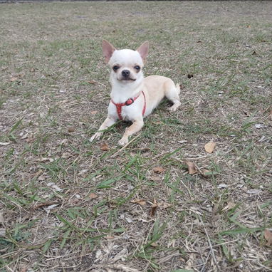Chihuahua hembra cabeza de manzana de 5 meses - 7/9