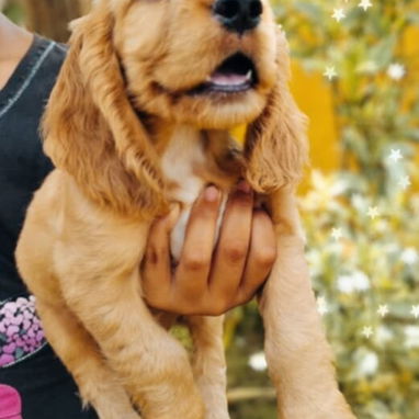 Cocker Spaniel !!!! - 3/4