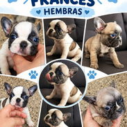 🐶💕 BULLDOG FRANCÉS HEMBRITAS WHATSAPP 58746643 💕🐶 - Img 58150146