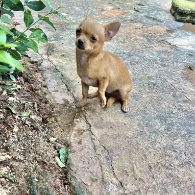 Chihuahua hembra cabeza de manzana de 5 meses - 2/9