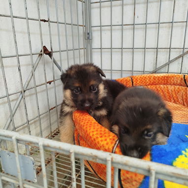 Todo lo que buscas está disponible en mascotas , solo llame al 53818081 - Img 124888500