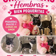 ((( CHIHUAHUAS HEMBRAS PADRES BIEN PEQUEÑOS BETTY MASCOTAS WHATSAPP 52506841 ))) - Img 54922622