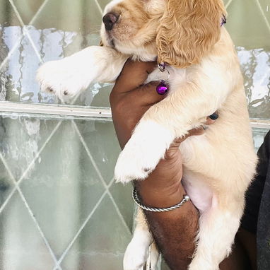 ❤️ HERMOSAS CACHORRAS COCKER SPANIELS ❤️ - Img 125035755