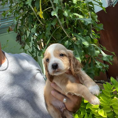 COKER SPANIEL,machos,en 150 USD o equivalente,TENGO MENSAJERÍA,tienen 53 días y están desparacitados - 10/10