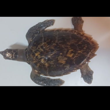 Tortuga carey - Img 121054715