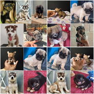🐾 VARIEDAD DE RAZAS DISPONIBLES WHATSAPP 58746643 🐾 - Img 56984542