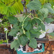 Plantas medicinales, aromáticas, frutales, vegetales, ornamentales y otras variedades. - Img 57714362