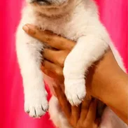 🐾💕 ¡HERMOSAS CACHORRITAS DE LABRADOR RETRIEVER BETTY MASCOTAS WHAT'SAPP 52506841! 💕🐾 - Img 55829827
