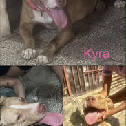 Cachorros pitbull - Img 58153732