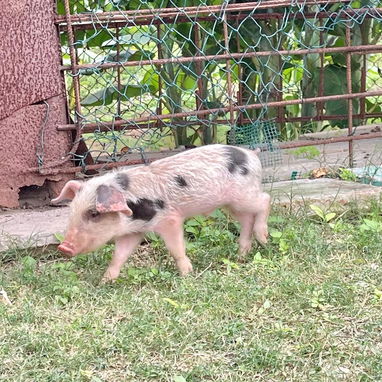Se busca pareja madura campesina de campo para trabajar en finca - 5/5