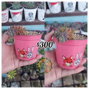 Cactus y suculentas - Img 56216632