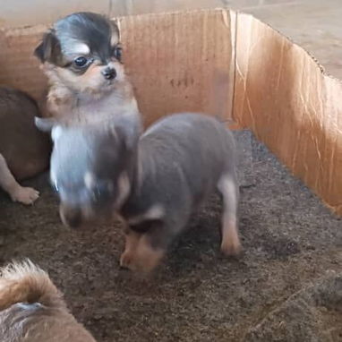 Variedades de razas.pitbull.shitzu.chihuahua.rowailer.pastor alemán.pastor belga malinoe.dalmata.bulldog francés.boxer. - 7/10