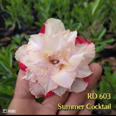 Adeniums, tu rosa del desierto en casa 🏡 - 5/10