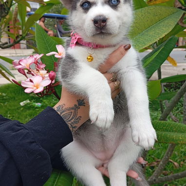 HUSKY SIBERIANO,hembra,en 200 USD o equivalente,TENGO MENSAJERÍA,40 días,desparacitada,entrega HISTORIA CLÍNICA,COLLAR - Img 123692469