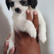 Cachorros Pequines - Img 56999072