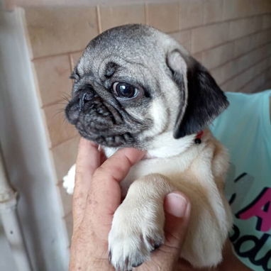 PUG CARLINO,hembra,en 450 USD o equivalente,TENGO MENSAJERÍA,tienen 5 meses,2 VACUNAS PUESTAS y con historia clínica - Img 124411321