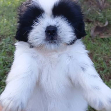 Todo lo que buscas en cachorro,está aquí solo llame al 53818081 - 3/9
