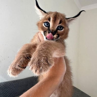 Oferecemos gatinhos das raças Savannah, serval e caracal. - 3/6