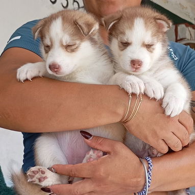 Cachorro de husky siberiano - 2/3