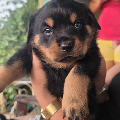 ROTTWEILLER DE Alta Raza - Img 125171493