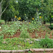 Jardinero/Agricultor para finca pequeña en Barbosa (medio tiempo) - Img 57103341