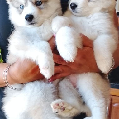 Vendo hermosas huskys siberianas - 2/2