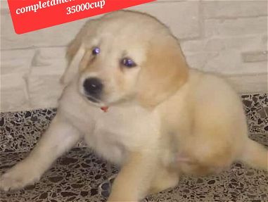 Mascota cachorro perro golden retriver - Img main-image-45852597