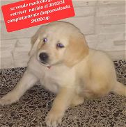 Mascota cachorro perro golden retriver - Img 45852597