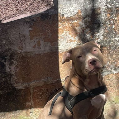 Pitbull - Img 123556509