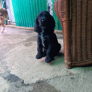 COKER SPANIEL,hembra,en 150 USD o equivalente(ACEPTO TRANSFERENCIA)TENGO MENSAJERÍA,tiene 62 días y está desparacitada. - Img 123147815