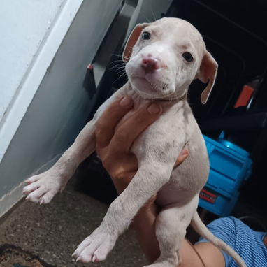 PITBULL MERLE,hembra,en 170 USD o equivalente en moneda nacional,TENGO MENSAJERÍA,tiene 48 días y está desparacitada - 4/10