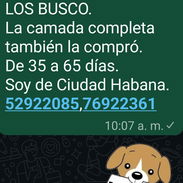 COMPRO PEQUINÉS,de 10000 a 12000,de 35 a 60 días(la camada completa también)Y LOS BUSCO,soy d Cuidad Habana. - Img 53179641