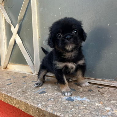 PEQUINÉS,macho,en 60 USD o equivalente,TENGO MENSAJERÍA,tiene 70 días y está desparacitado - Img 125860711