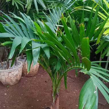 Servicio de jardinería 👩🏼‍🌾 - Img 124479227