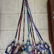 Correas y collares !! - Img 55381677