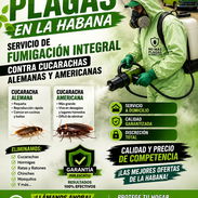 Cucarachas Americanas y Alemanas. Ya es su hora. Eliminelas - Img 57177991