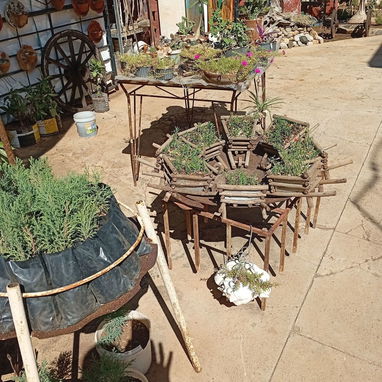 Plantas decorativas - Img 99884471