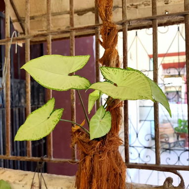 🌿Plantas trepadoras para colgar 🌿 - 4/6
